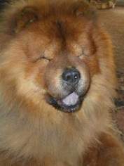 Father of the Chow Chow puppies born on 04/01/2016