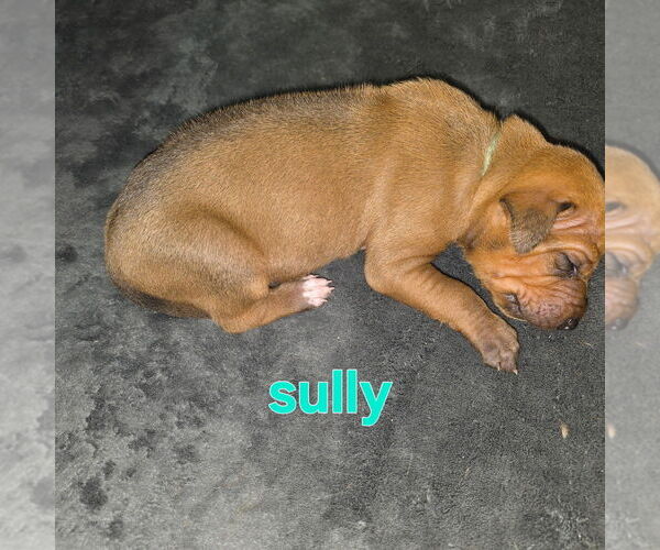 Medium Photo #6 Rhodesian Ridgeback Puppy For Sale in YOUNGWOOD, PA, USA