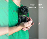Puppy Green Frenchie Pug