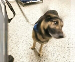 Bear - Male German Shepherd Dog Dog for Adoption - Photo #7