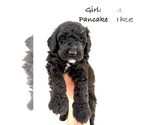 Puppy Puppy9 Pancake Bernedoodle