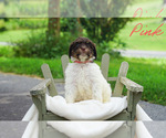 Small #7 Goldendoodle