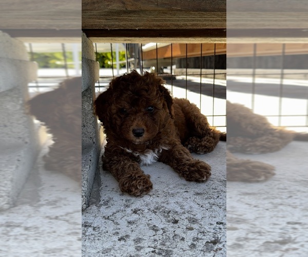Medium Photo #5 Goldendoodle (Miniature) Puppy For Sale in APTOS, CA, USA