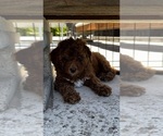Small #4 Goldendoodle (Miniature)
