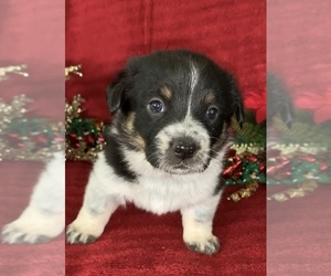 Cowboy Corgi Puppy for sale in MENIFEE, CA, USA