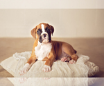 Small Photo #6 Boxer Puppy For Sale in NARVON, PA, USA