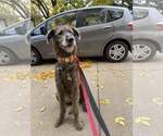 Small Shepadoodle