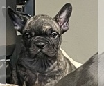 Small Photo #56 French Bulldog Puppy For Sale in JACKSONVILLE, FL, USA