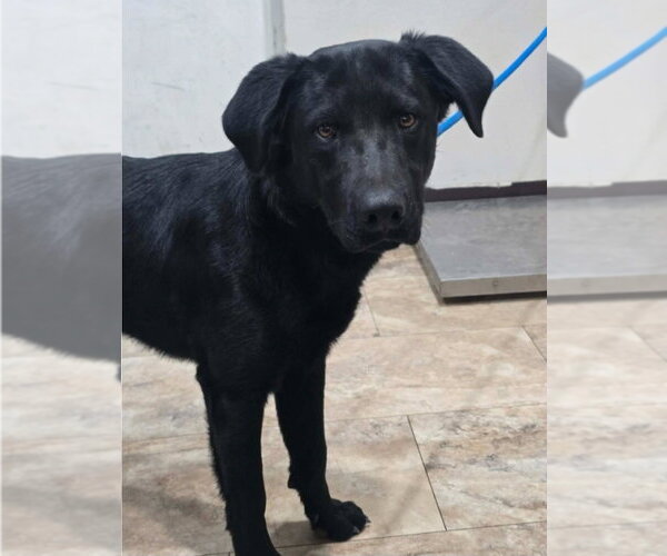 Medium Photo #2 Labrador Retriever-Unknown Mix Puppy For Sale in Lakewood, CO, USA