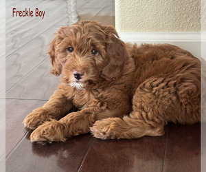 Goldendoodle (Miniature) Puppy for sale in WALNUT CREEK, CA, USA