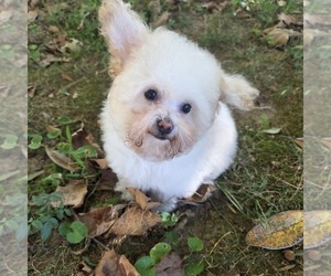 Poodle (Toy) Puppy for Sale in ATLANTA, Georgia USA
