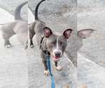 Small #1 Staffordshire Bull Terrier