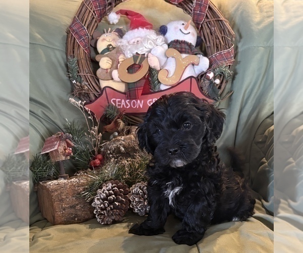 Medium Photo #1 Goldendoodle-Shih Tzu Mix Puppy For Sale in KLONDIKE, TX, USA