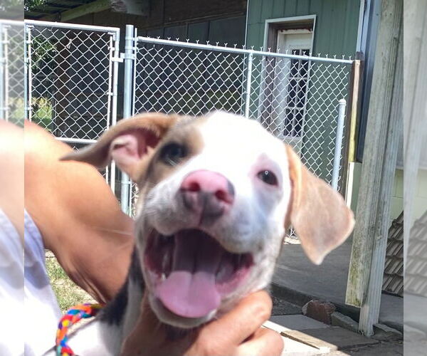 Medium Photo #4 Mutt Puppy For Sale in Canton, CT, USA