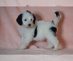 Small #3 Poodle (Standard)-Shepadoodle Mix