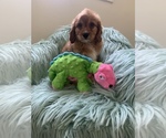 Small Photo #6 Cavapoo Puppy For Sale in SYLMAR, CA, USA