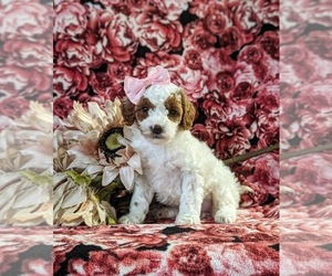 Poodle (Miniature) Puppy for sale in NEW HOLLAND, PA, USA