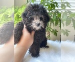 Small Photo #4 Poodle (Toy) Puppy For Sale in CHINO HILLS, CA, USA