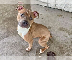 American Pit Bull Terrier Dogs for adoption in DuQuoin, IL, USA
