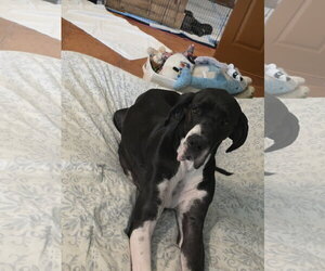 Great Dane Dogs for adoption in Palm Beach, FL, USA