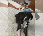 Daisy - Female Great Dane Dog for Adoption - Small photo