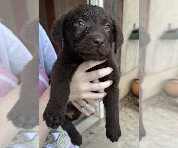 Medium Photo #5 Labrador Retriever Puppy For Sale in CONOVER, NC, USA
