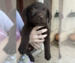Small Photo #5 Labrador Retriever Puppy For Sale in CONOVER, NC, USA