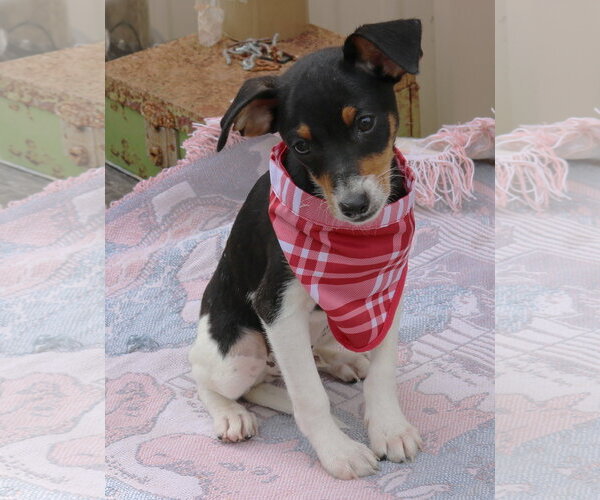 Medium Photo #1 Rat Terrier Puppy For Sale in Bandera, TX, USA