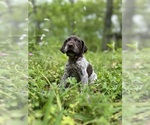 Small #21 German Shorthaired Pointer
