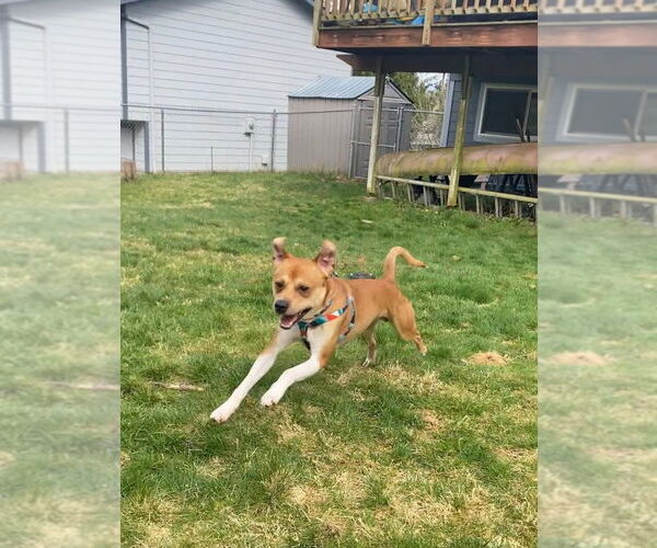 Medium Photo #5 Mutt Puppy For Sale in Bellevue, WA, USA