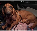 Small #2 Basset Hound