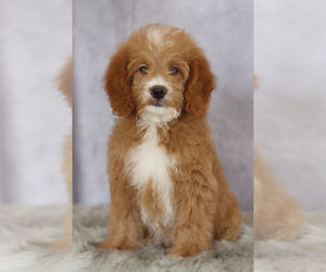 Goldendoodle (Miniature) Puppy for sale in ITASCA, TX, USA