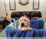 Puppy Male B6 Golden Retriever