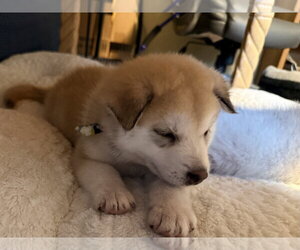 Red puppy - Sundance - Male Siberian Husky Dog for Adoption - Photo #4