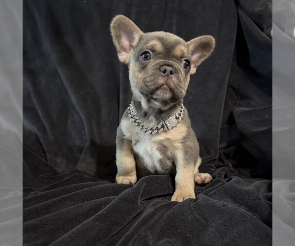 Medium Photo #2 French Bulldog Puppy For Sale in BRIDGEVILLE, DE, USA