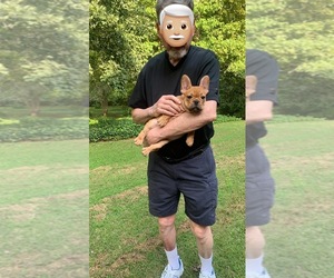 French Bulldog Puppy for sale in CLEVELAND, NC, USA