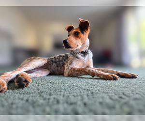 J. Elly Bean - Female Mutt Dog for Adoption - Photo #5