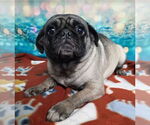 Small #1 Pug