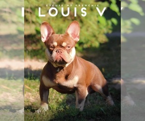 Father of the French Bulldog puppies born on 01/22/2025