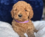Small #12 Goldendoodle (Miniature)