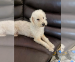 Small #1 Poodle (Miniature) Mix