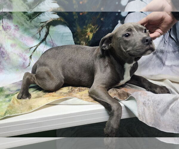 Medium Photo #2 American Pit Bull Terrier-Unknown Mix Puppy For Sale in Wetumpka, AL, USA