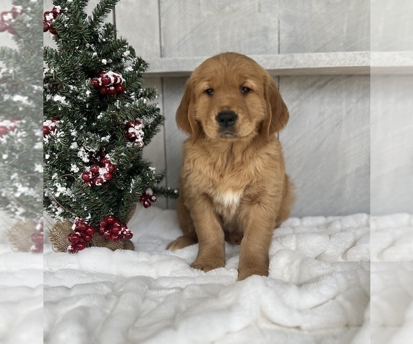Medium Photo #3 Golden Retriever Puppy For Sale in FREDERICKSBURG, OH, USA