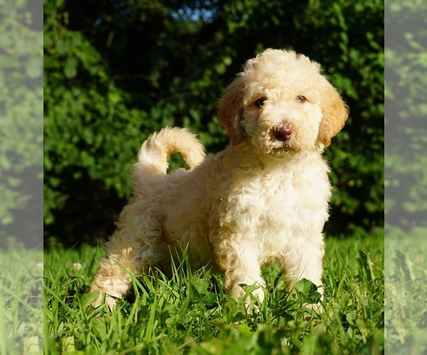 Medium Photo #1 Labradoodle-Poodle (Standard) Mix Puppy For Sale in WARSAW, IN, USA