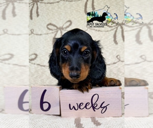 Medium Photo #3 Dachshund Puppy For Sale in SOUTH EASTON, MA, USA