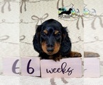Small #2 Dachshund