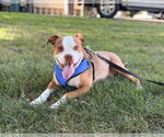 Small Photo #2 American Pit Bull Terrier Puppy For Sale in Chester, NJ, USA