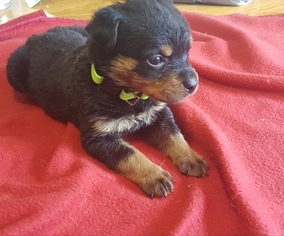 Rottweiler Puppy for sale in WINDSOR, ME, USA