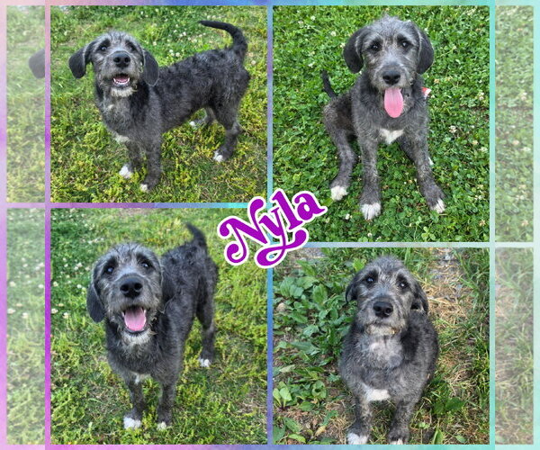 Medium Photo #1 Labradoodle Puppy For Sale in Blacksburg, SC, USA