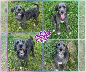 Labradoodle Dogs for adoption in Blacksburg, SC, USA